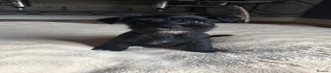 Miniature Schnauzer Puppy 5