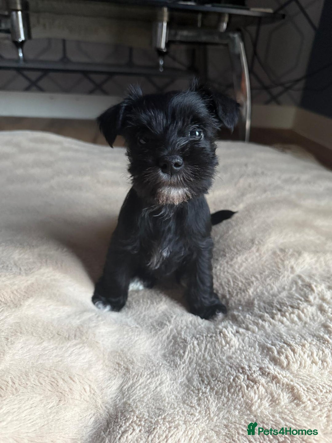 Miniature Schnauzer dogs for sale: 5 beautiful mini schnauzer puppies  - Image 6