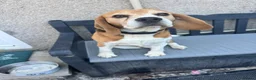 Beagle dogs for sale: KC Reg Pure Bred Male Tri coloured beagle - Advert 6