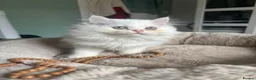Persian cats for sale: ONLY 3/5 PERSIANS LEFT - Advert 14
