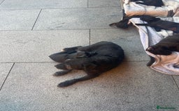 Patterdale Terrier dogs for sale: Chocolate Patterdale terriers  - Image 13
