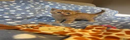 Mixed Breed cats for sale: British Shorthair Cross Kittens for Sale 🐾 - Advert 9
