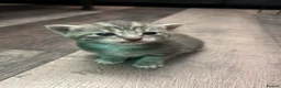 Domestic Shorthair cats for sale: 4 Beautiful Domestic Shorthair Kittens  - Advert 38