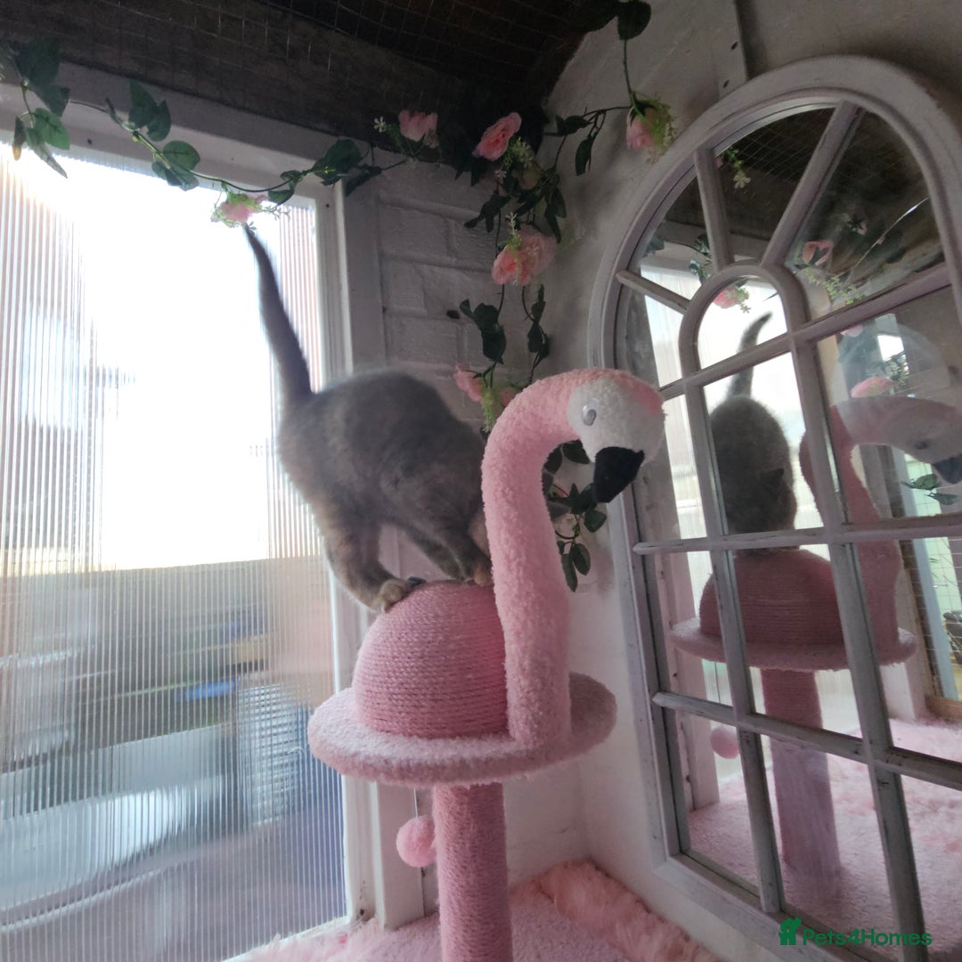 British Shorthair cats for sale: Beautiful kitten GCCF registered - Advert 8