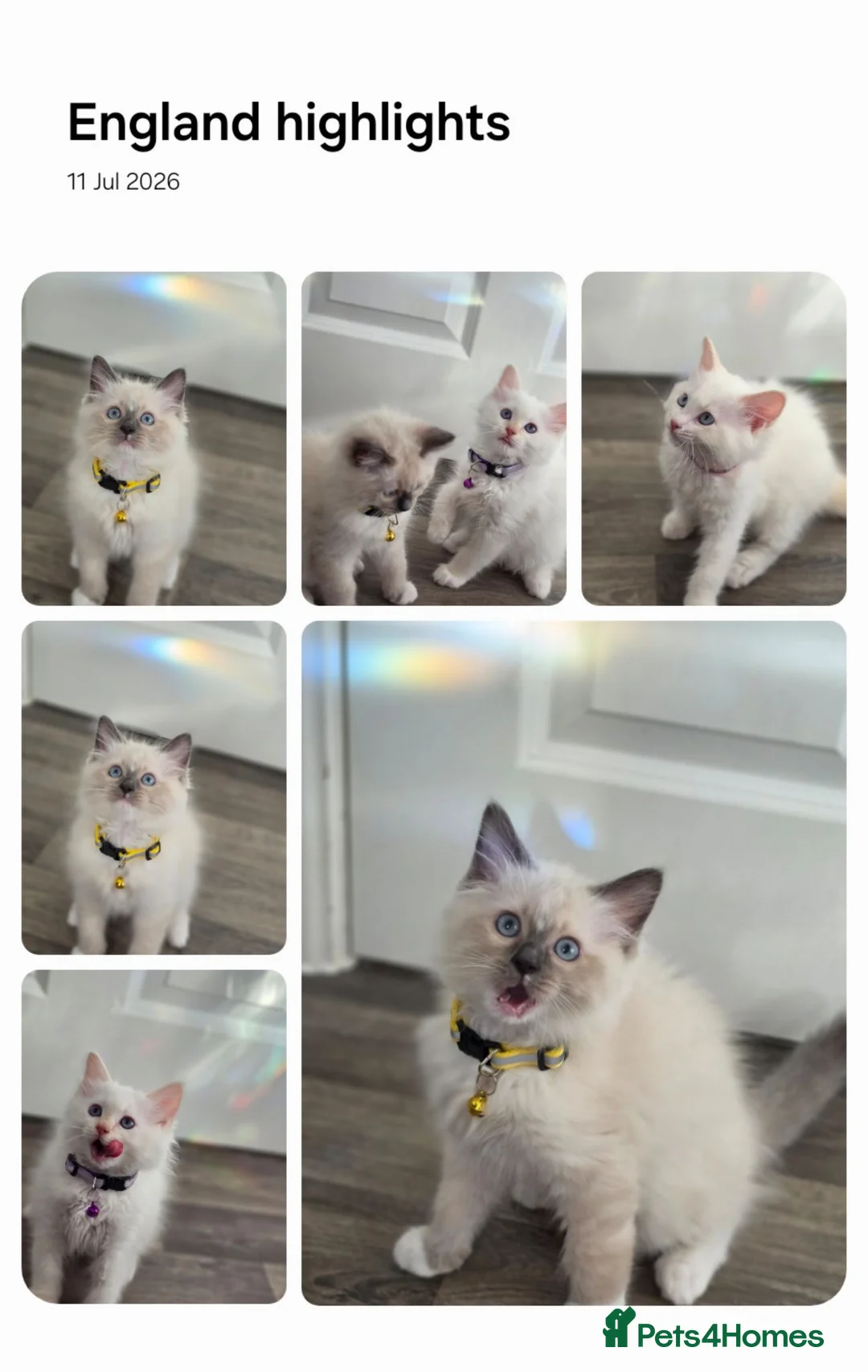 Ragdoll cats for sale: Cute Kittens ready for thier new home - Advert 1