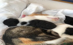 European cats for sale: Kittens for sale  - Image 18