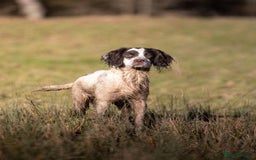 English Springer Spaniel dogs for sale: Springer spaniels for sale  - Image 8