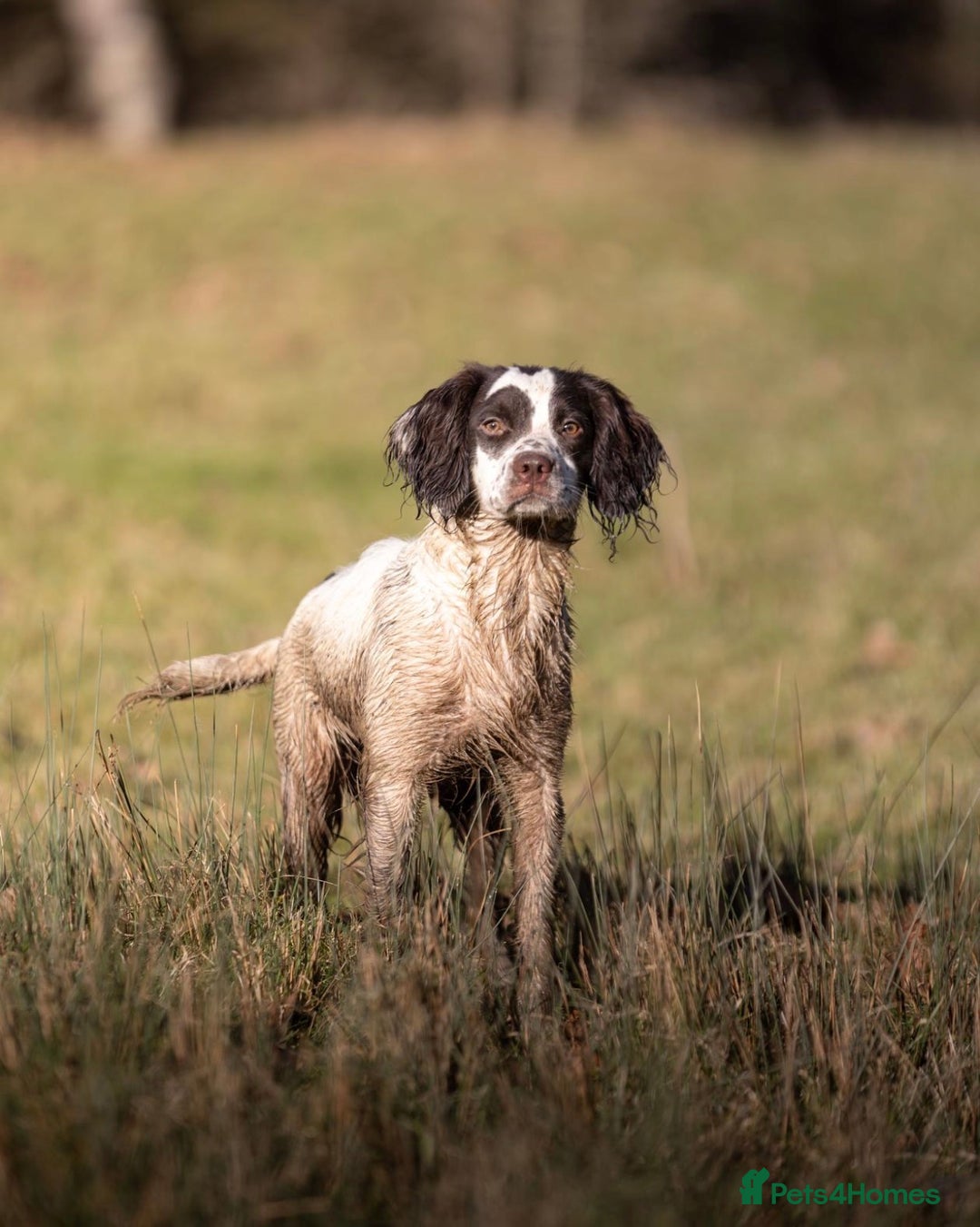 English Springer Spaniel dogs for sale: Springer spaniels for sale  - Image 8
