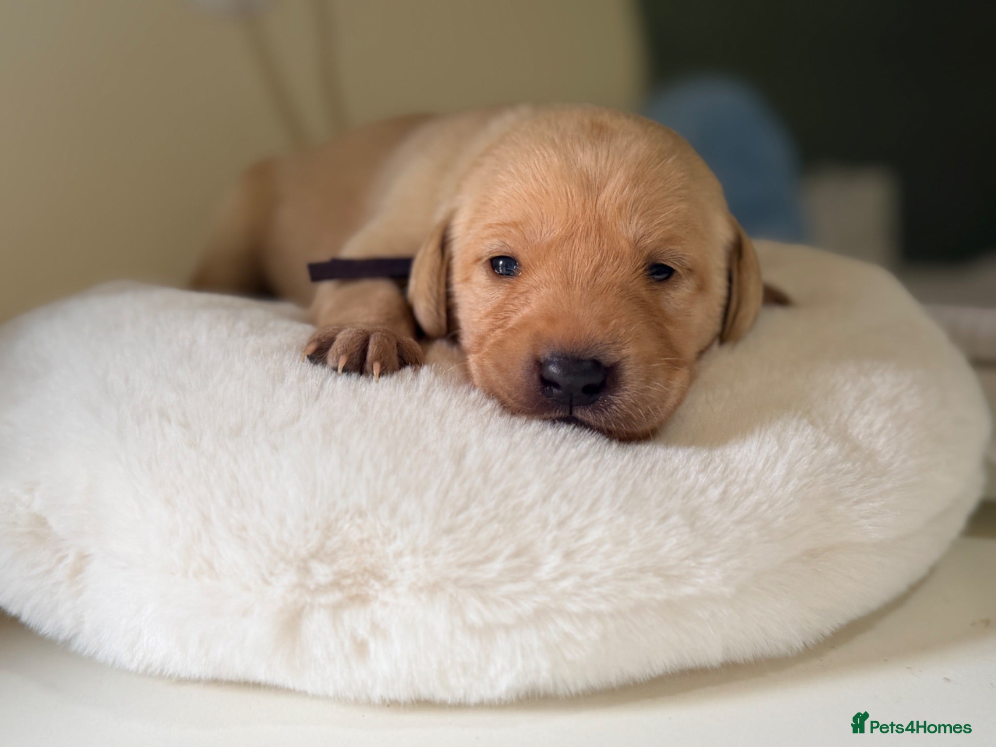 Labrador Retriever dogs KC Yellow/dark yellow Labradors - Advert 10