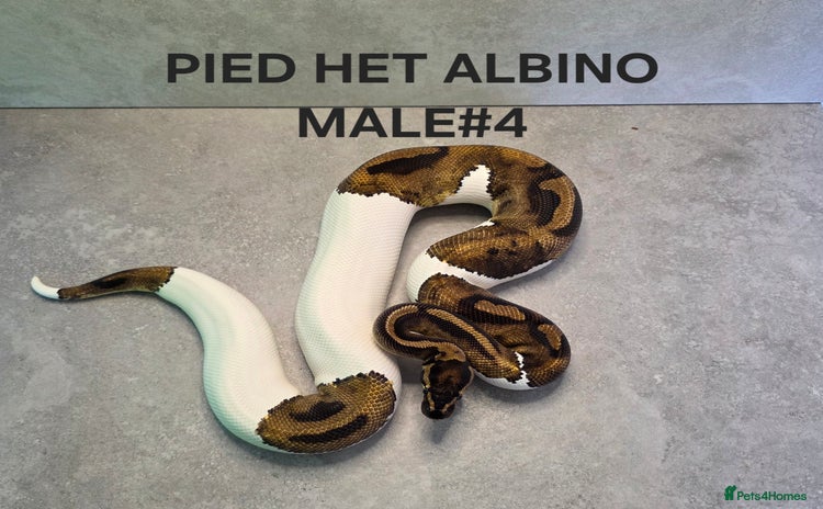 Python Snake reptiles - Advert 1