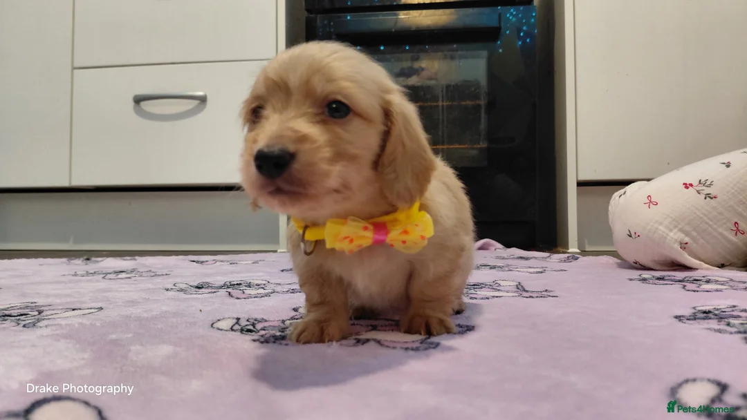 Miniature Dachshund dogs for sale: KC Reg. Longhaired Full Cream Mini Dachshunds 💛🐾 - Advert 33