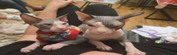 Sphynx cats for sale: Amazing blue eye sphynx program DBE TICA &GCCF  in London - Advert 10