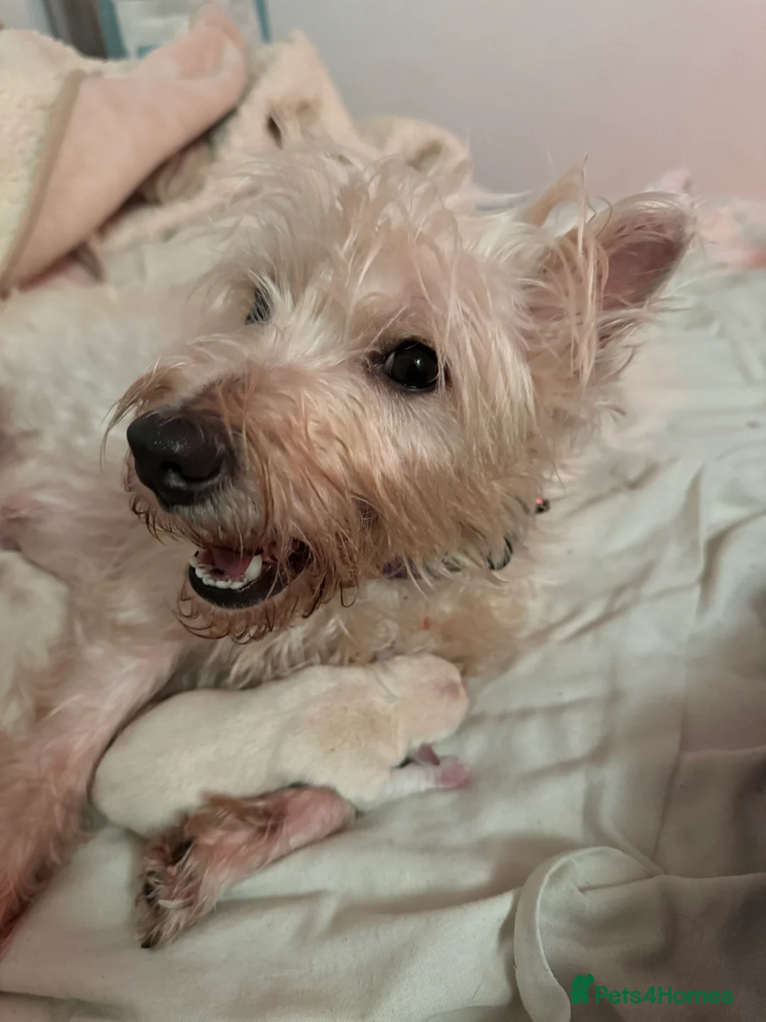 West Highland Terrier dogs for sale: 3 Wonderful Westie Pups in Hemel Hempstead - Advert 2