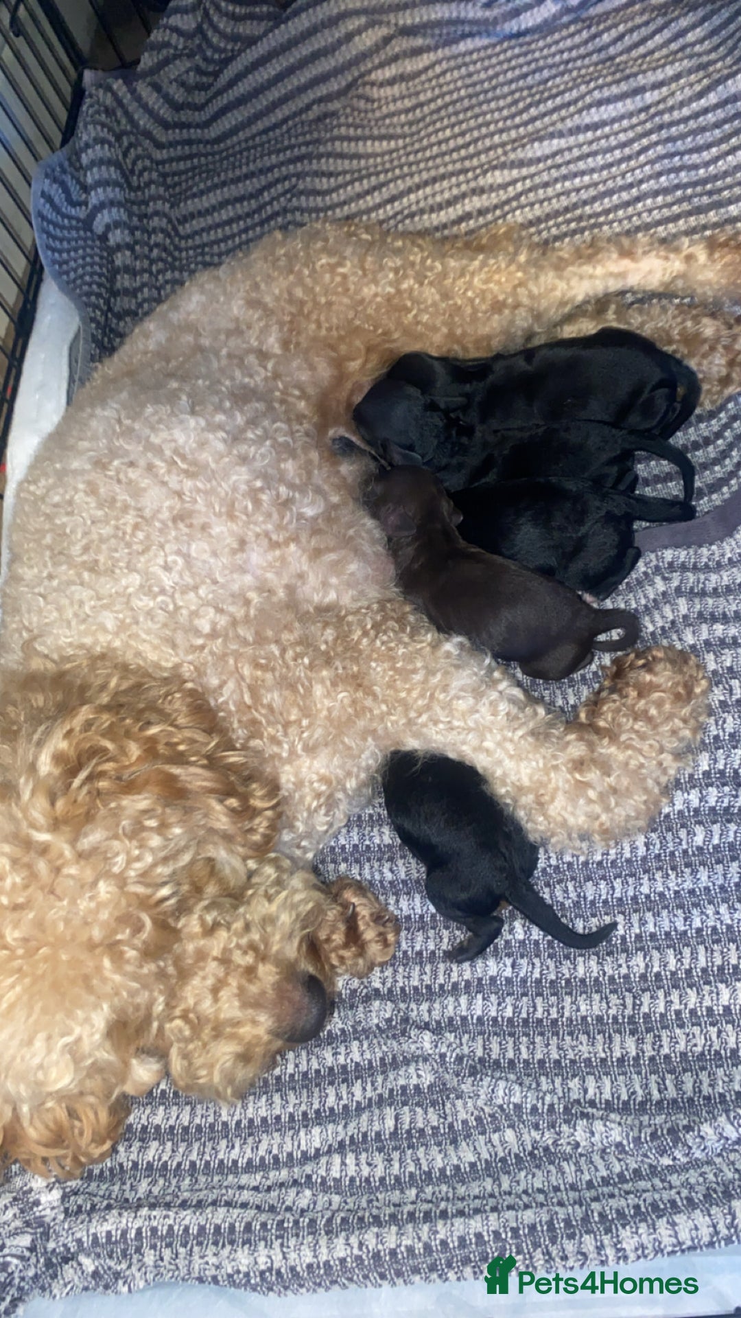 Cockapoo dogs for sale: Cockapoo puppies - Advert 6