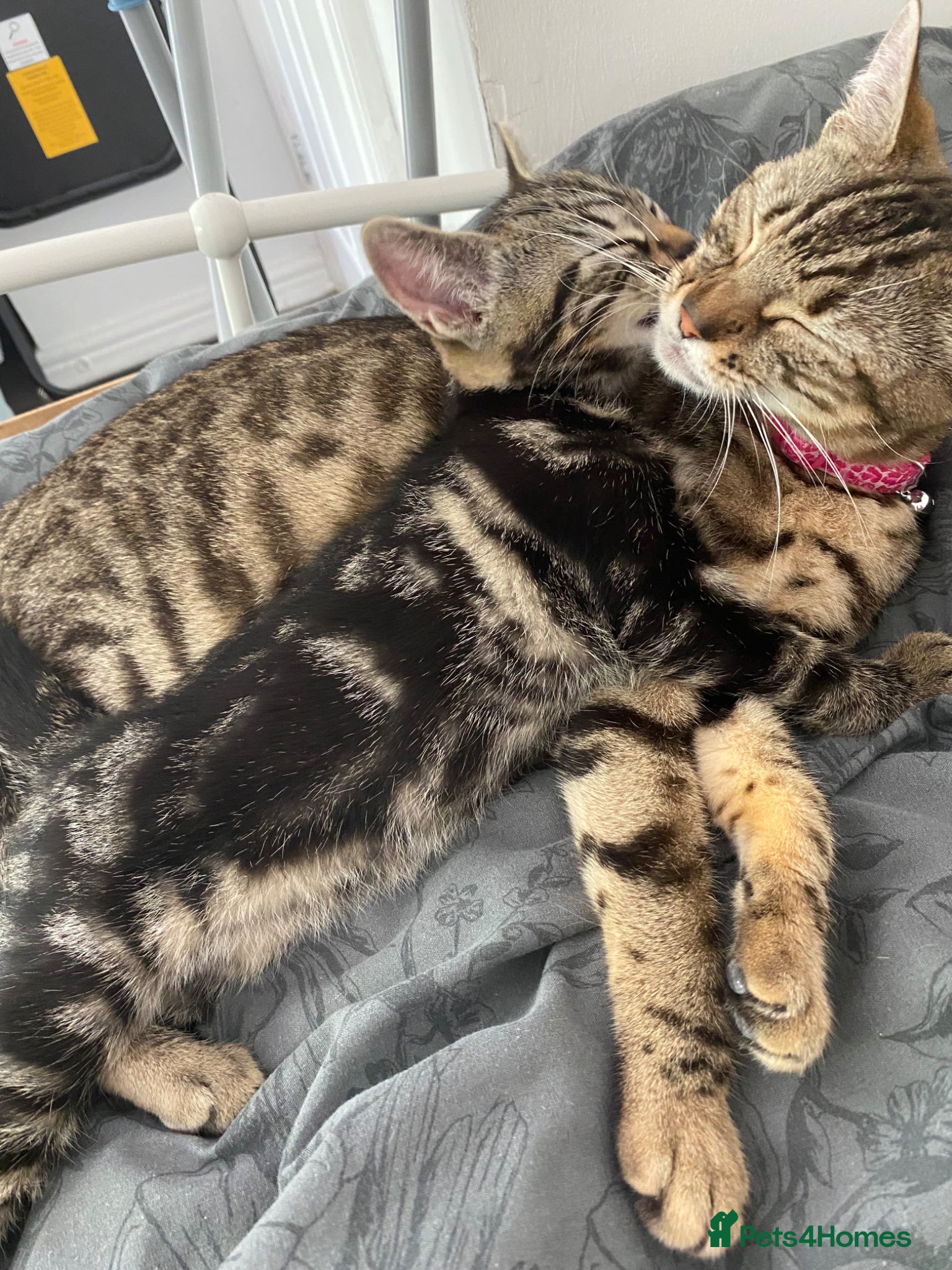 Bengal cats  Bengal kittens, needing  a ❤️🏡 - Advert 12