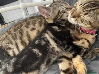 Bengal cats Mario, Bengal kitten❤️🏡 - Advert 10