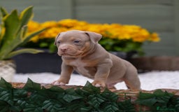 American Bully dogs for sale: American Bully Pocket  - Image 9