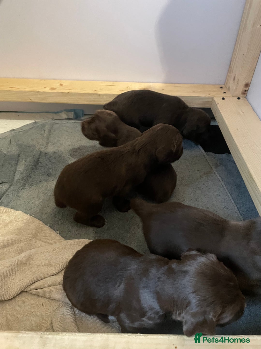 Cocker Spaniel dogs for sale: Working cocker spaniels  - Advert 9