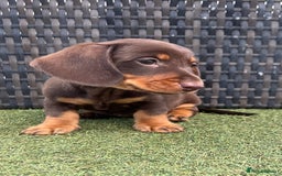 Miniature Dachshund dogs for sale: Stunning miniature dachshund puppies  - Image 8