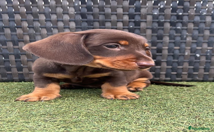Miniature Dachshund dogs - Advert 3