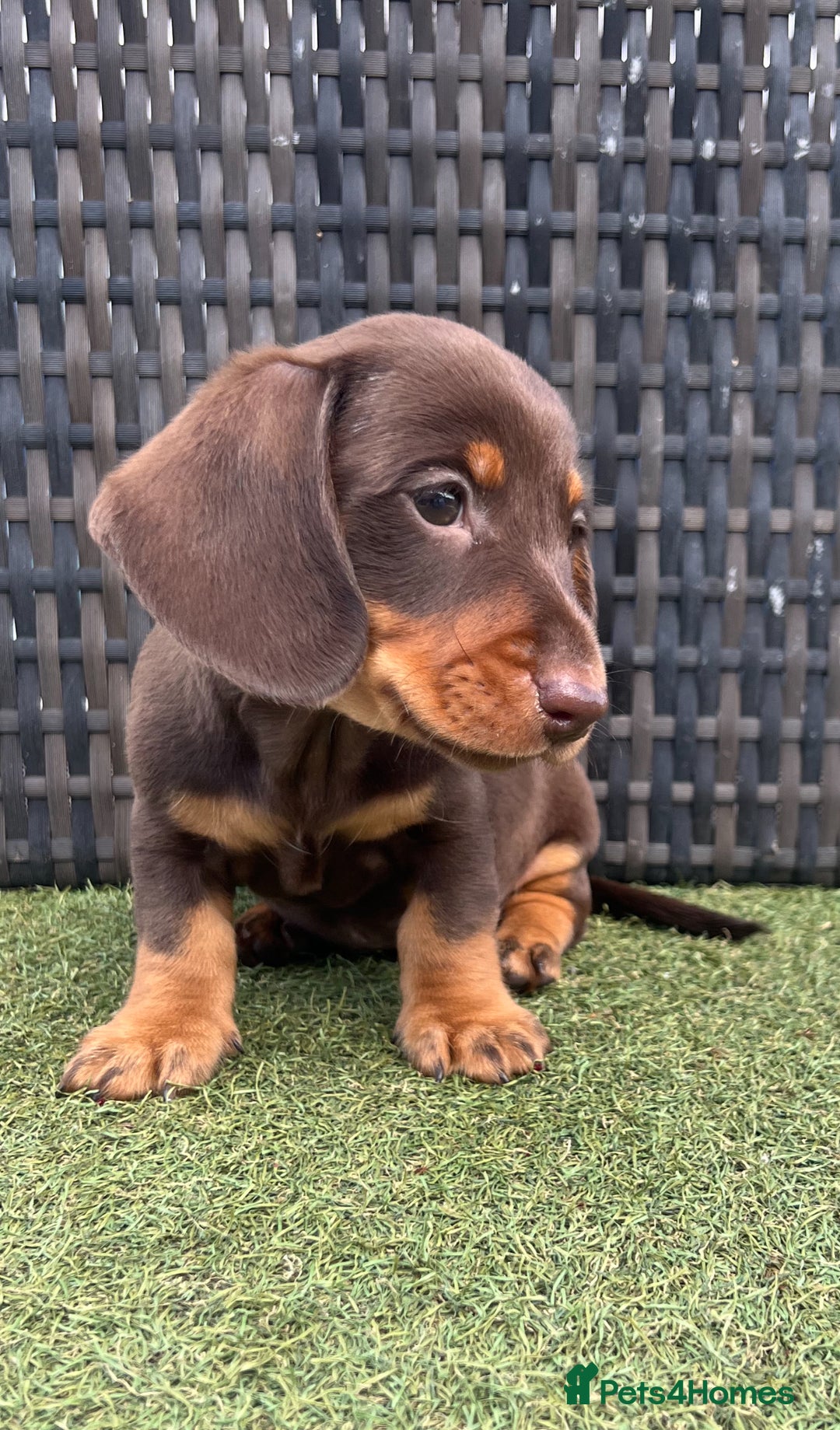 Miniature Dachshund dogs for sale: Stunning miniature dachshund puppies  - Image 8