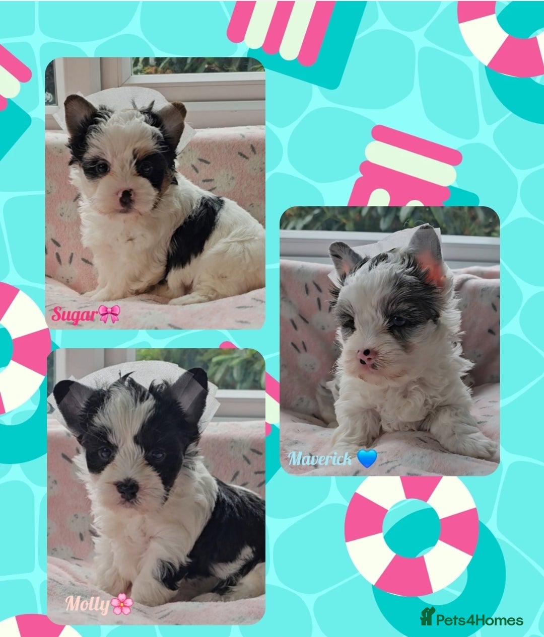 Yorkshire Terrier dogs for sale: Adorable Colourful yorkies  - Image 5