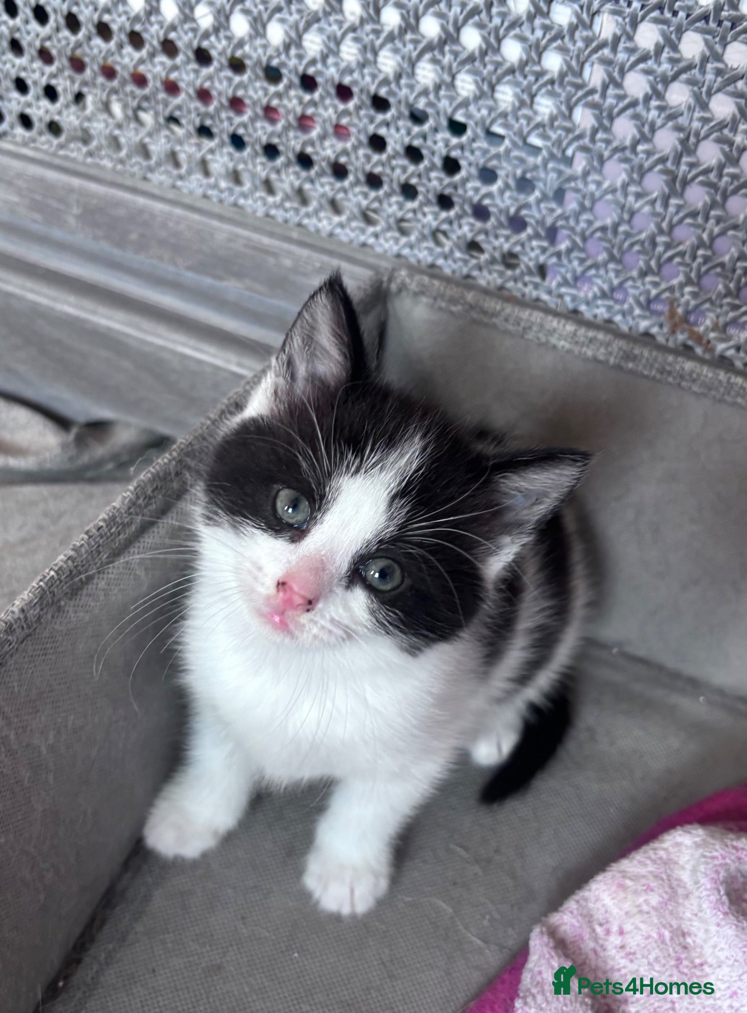 Mixed Breed cats Beautiful kittens - Advert 1
