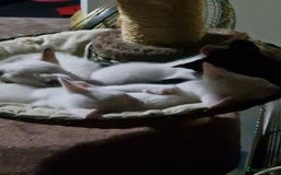 Mixed Breed cats for sale: Mixed breed kittens siamese cross Oriental  - Image 8