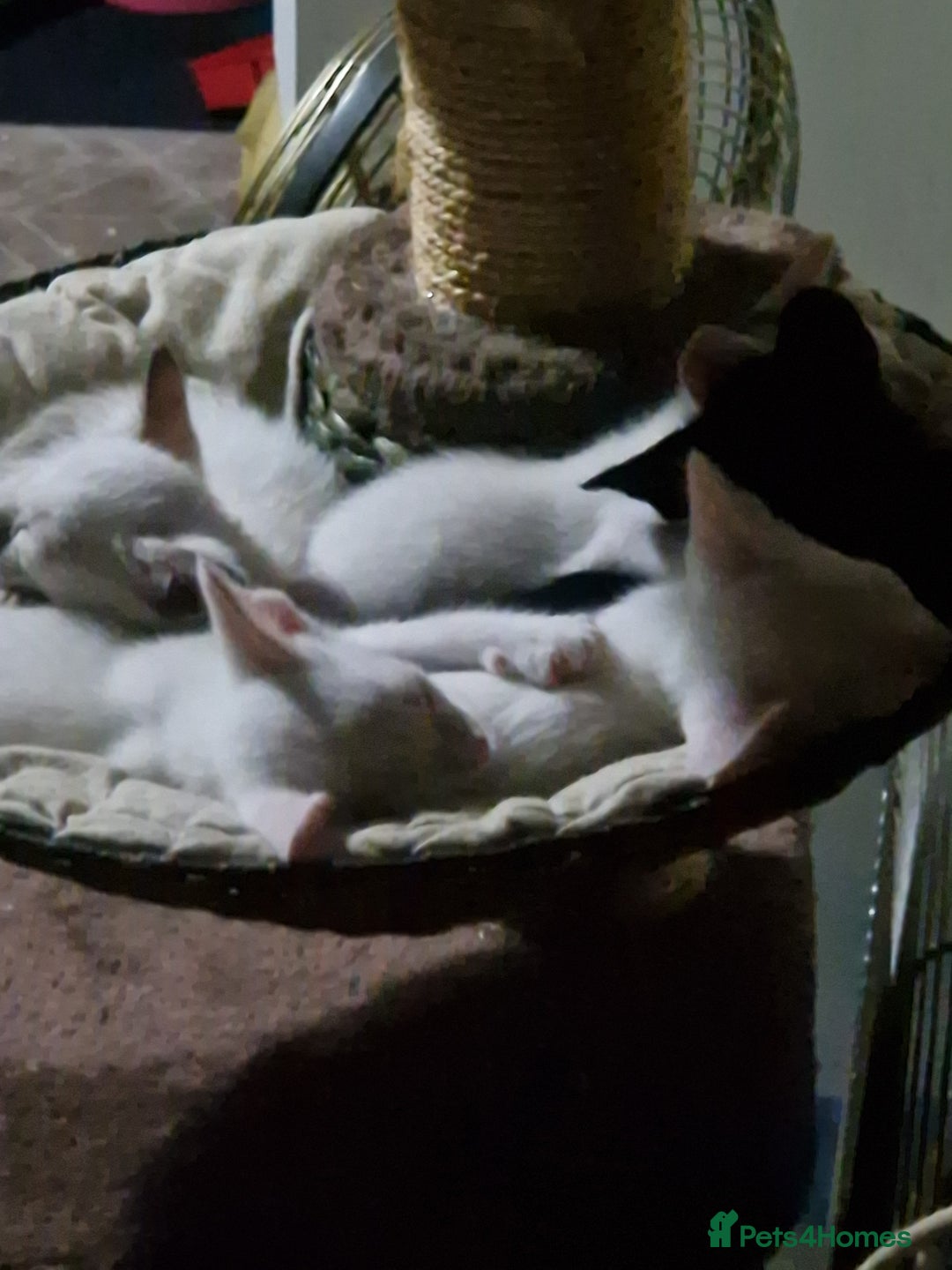 Mixed Breed cats for sale: Mixed breed kittens siamese cross Oriental  - Image 8