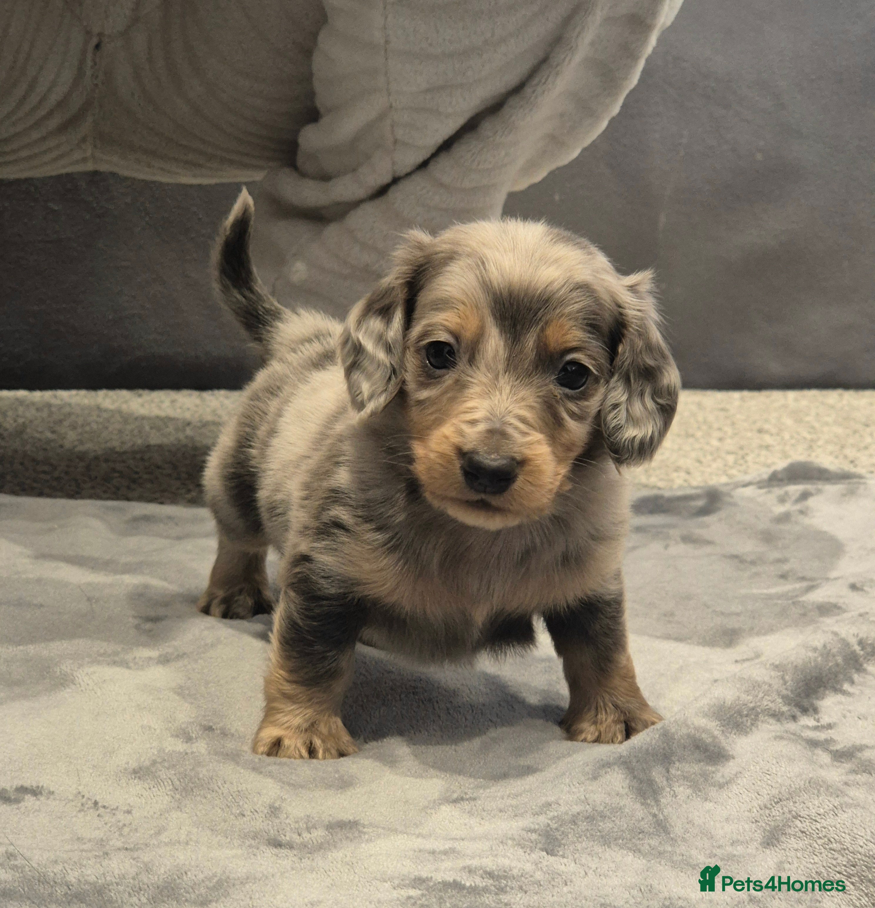 Miniature Dachshund dogs for sale: 🤎 Our Beautiful Miniature Dachshund Babies 🐾 - Advert 2