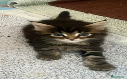 Maine Coon cats for sale: GCCF reg Maine Coon Kittens Stunning Tabby litter - Image 14