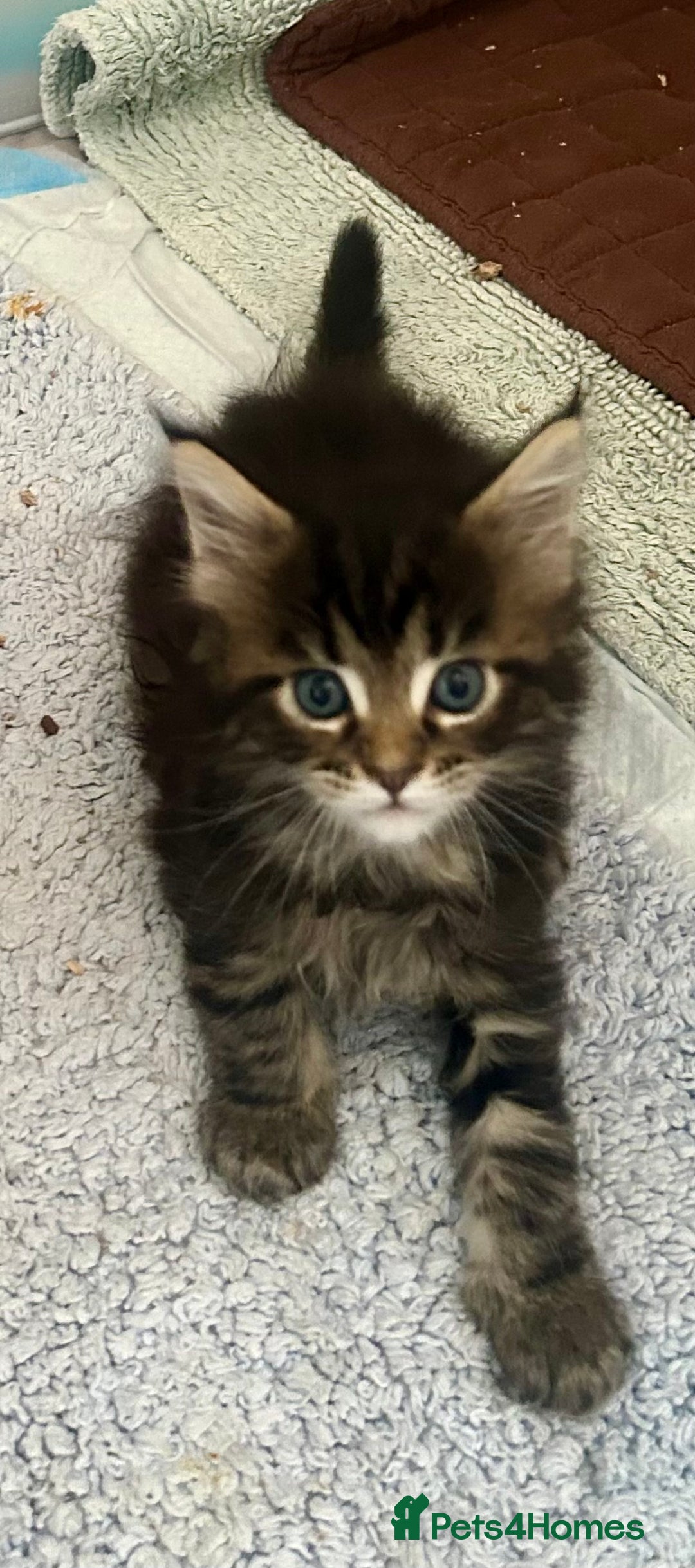Maine Coon cats for sale: GCCF reg Maine Coon Kittens Stunning Tabby litter - Image 14