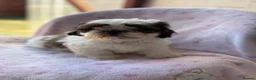 Shih Tzu dogs for sale: 🐶 Beautiful Shih Tzu Puppies for Sale 🐶 - Advert 15