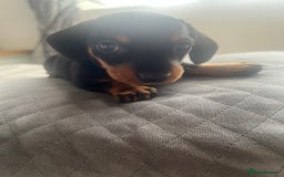 Miniature Dachshund dogs for sale: Just 1 left! KC registered miniature dachshund  - Image 18