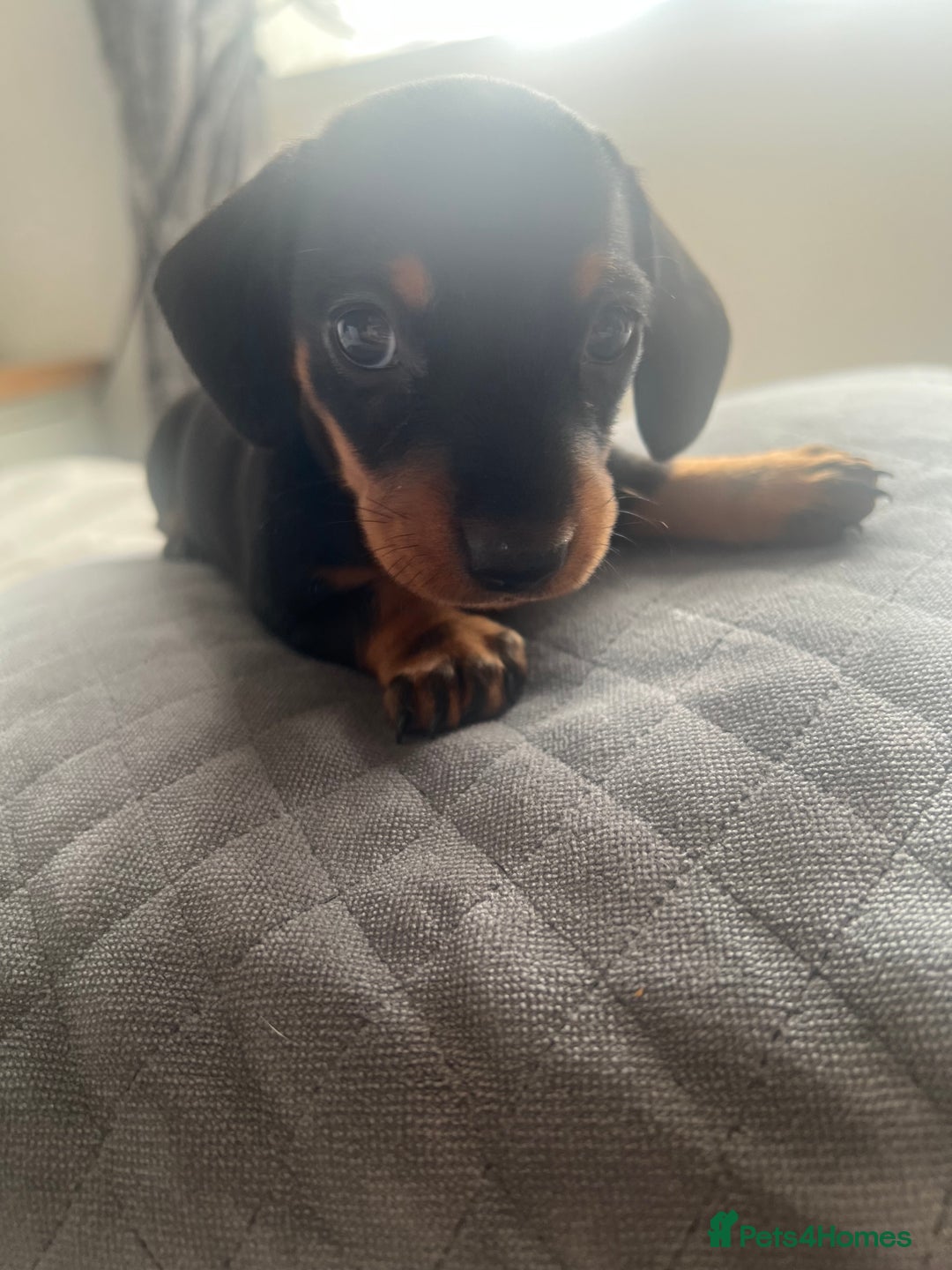 Miniature Dachshund dogs for sale: Just 1 left! KC registered miniature dachshund  - Image 18
