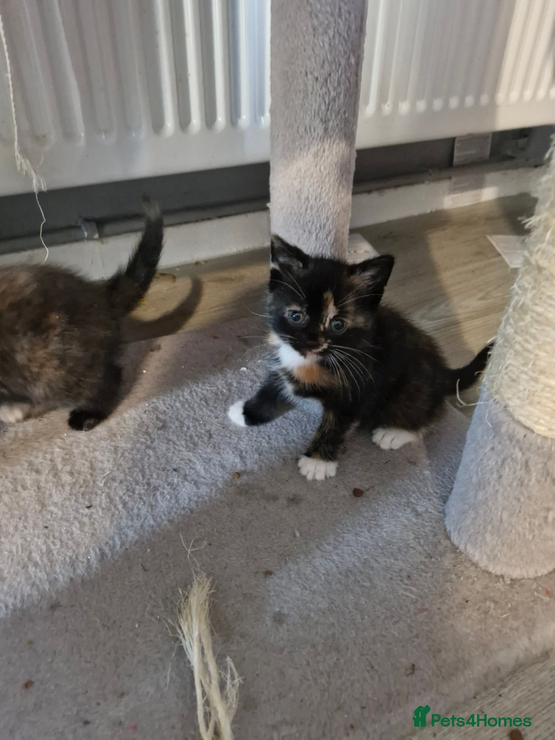 Mixed Breed cats for sale: 4 beautiful moggie girls  - Image 9