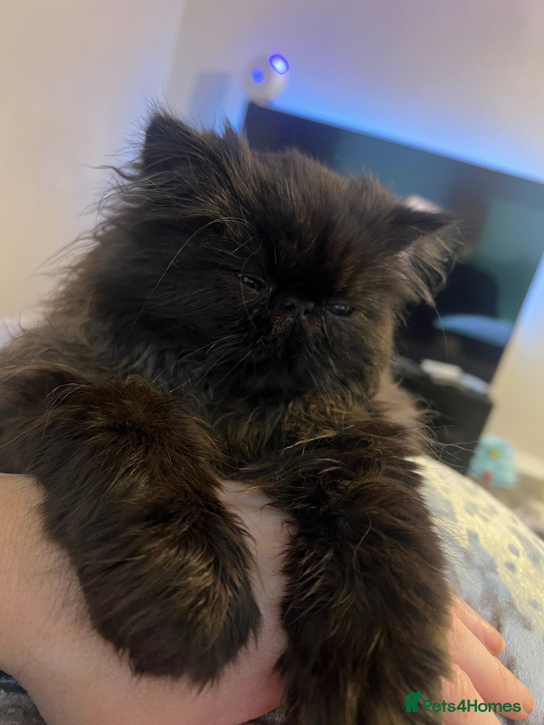 Persian cats for sale: 1 girl left REDUCED GCCF  PERSIANS  - Advert 14