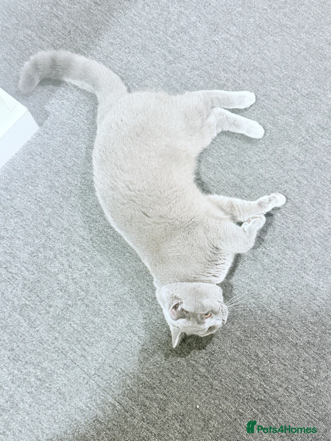 British Shorthair cats for stud: For stud  - Advert 2