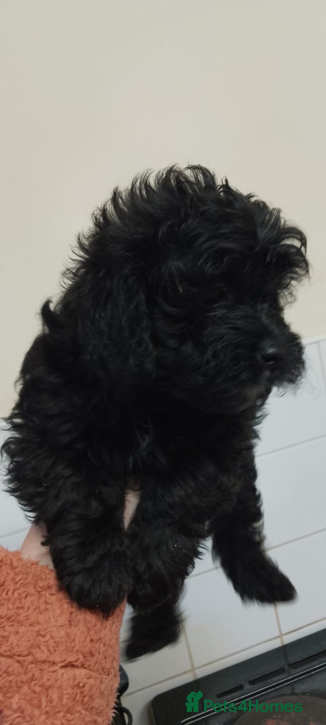 Shihpoo dogs for sale: Last f1b shihpoo left £850 - Advert 3