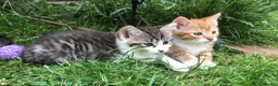 Mixed Breed cats for sale: Little darlings looking for loving homes - Advert 14
