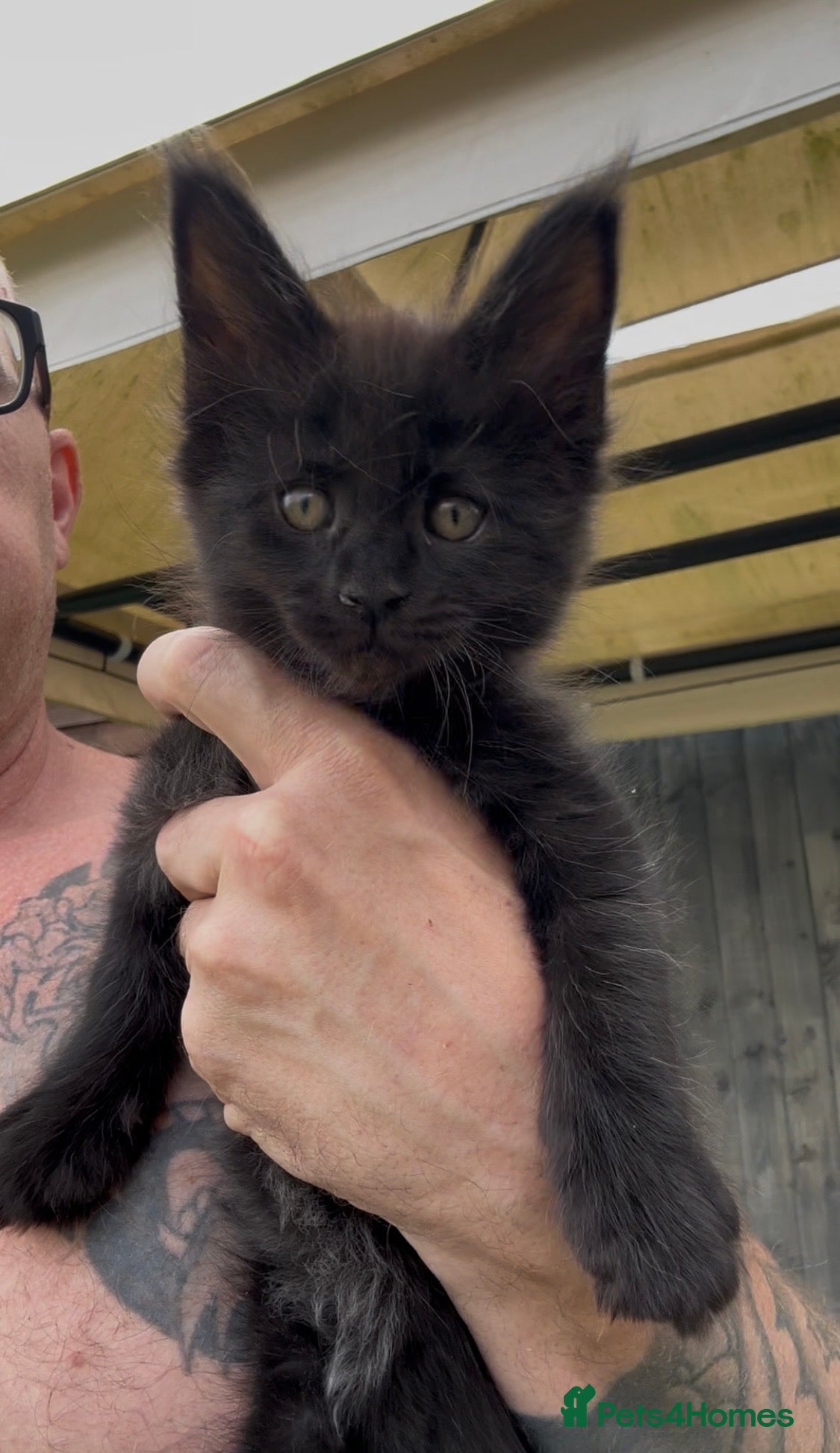 Maine Coon cats 🐾Tica Registered Stunning MaineCoon Kittens - Advert 5