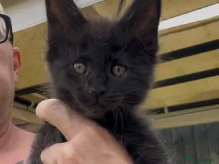 Maine Coon cats 🐾Tica Registered Stunning MaineCoon Kittens - Advert 5