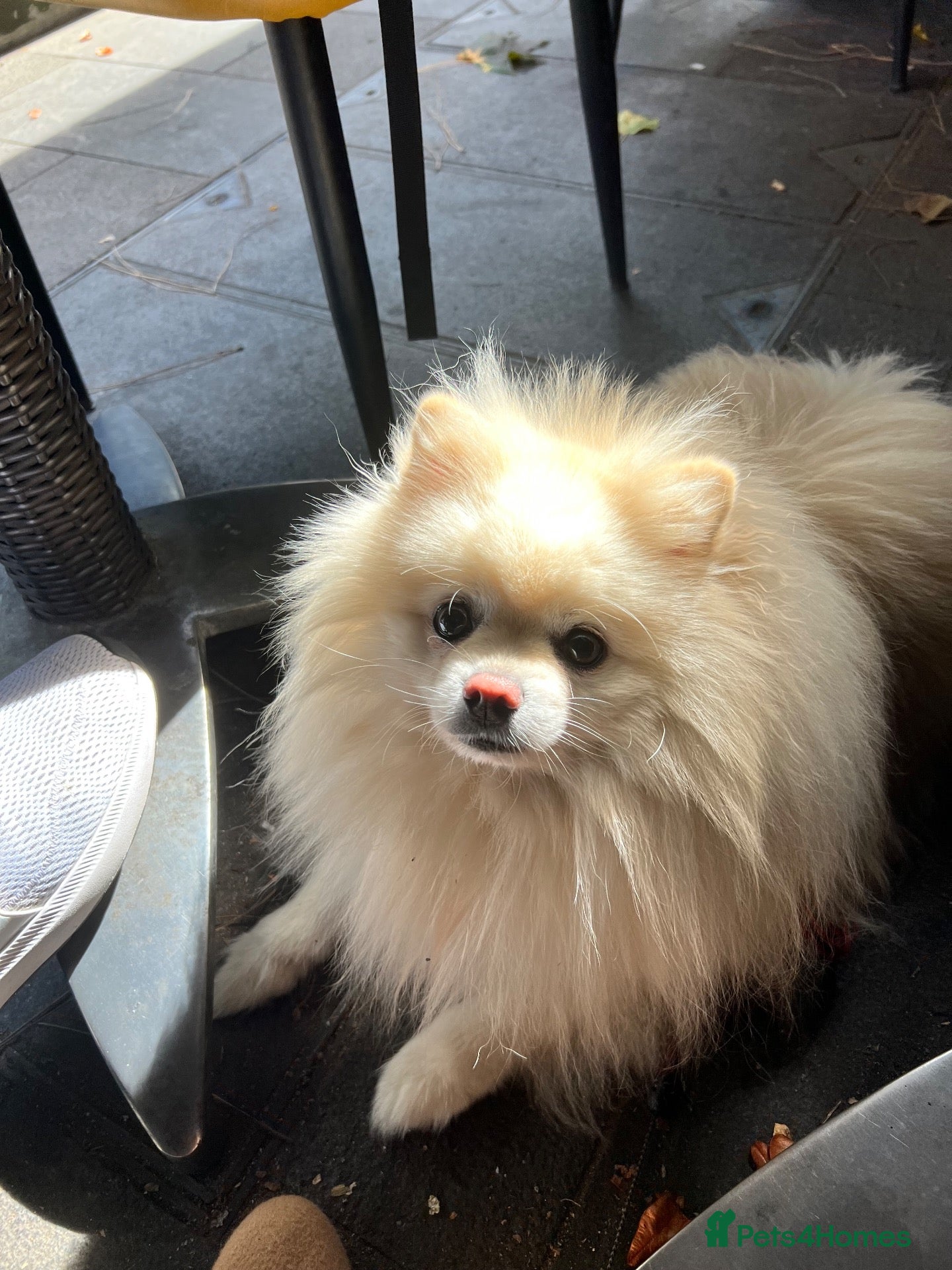 Pomeranian dogs Proven White Cream Pomeranian male for Stud - Advert 8