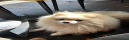 Pomeranian dogs for stud: Proven White Cream Pomeranian male for Stud - Advert 1