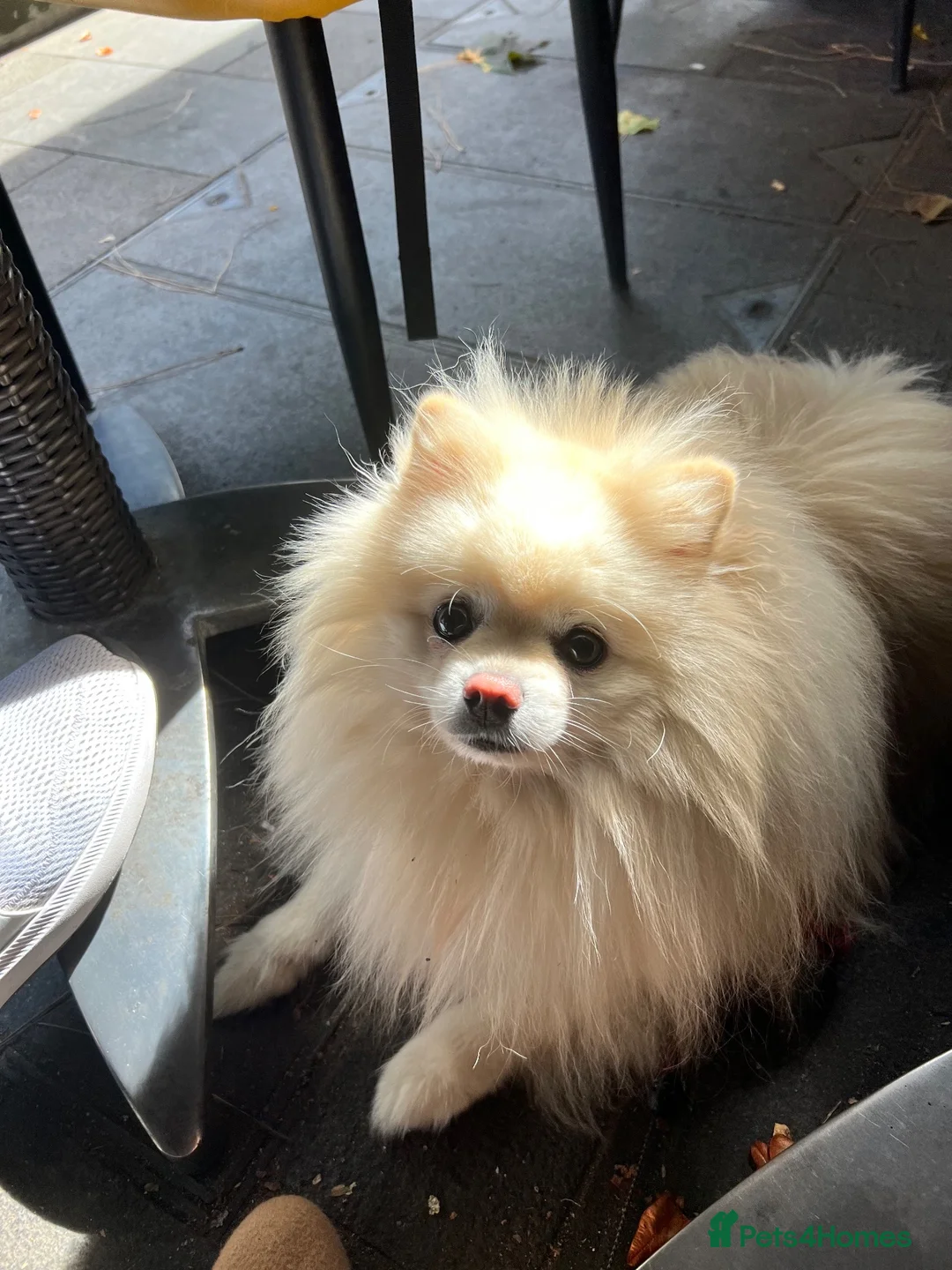 Pomeranian dogs for stud: Proven White Cream Pomeranian male for Stud - Advert 1