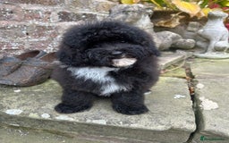 Toy Poodle dogs for sale: Beautiful KC Reg. Small Toy Poodle Puppies - Image 14
