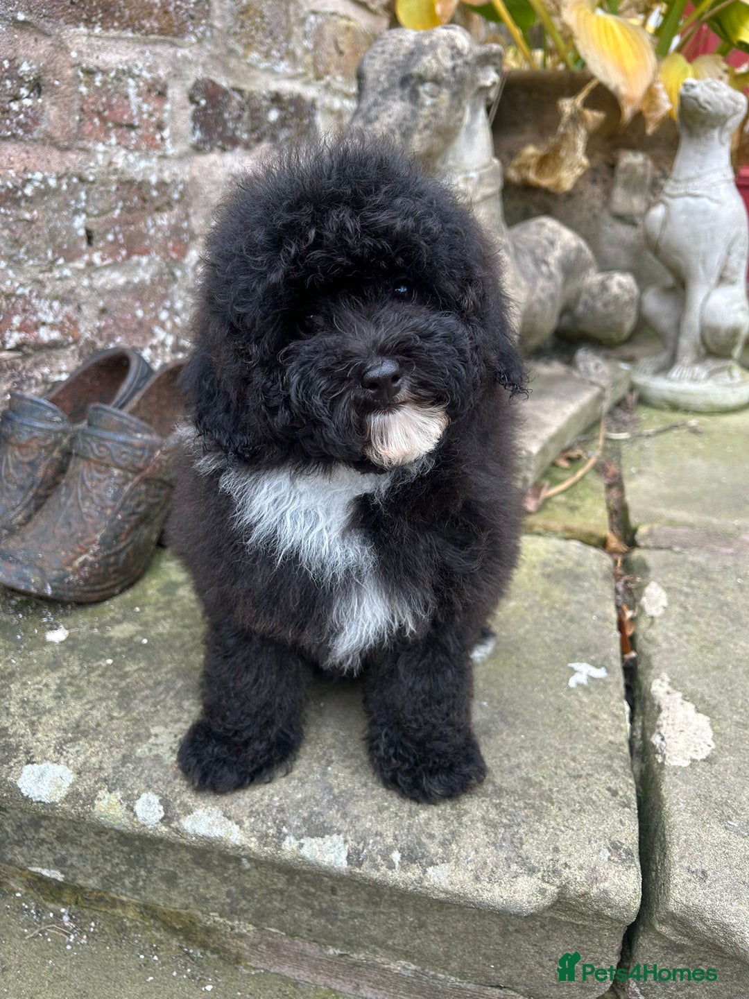 Toy Poodle dogs for sale: Beautiful KC Reg. Small Toy Poodle Puppies - Image 14