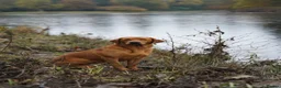 Labrador Retriever dogs for sale: KC Registered Fox Red Labrador Puppies in Lancaster - Advert 3