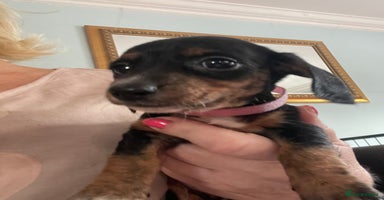 Dachshund dogs - Advert 3