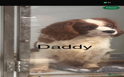 Cavalier King Charles Spaniel dogs for sale: Kc dna clear cavalier puppies available  - Image 5